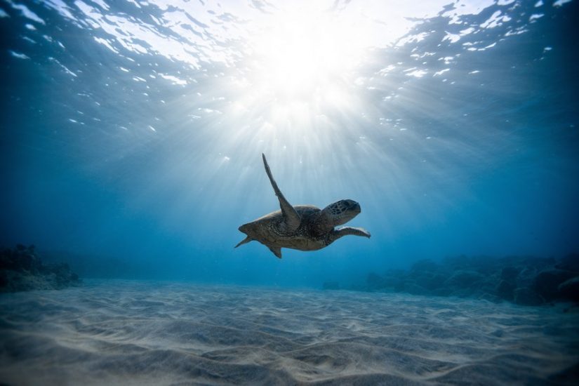The best things to do in grand Cayman are found under the surface of the dazzling Sea. Explore the crystallized waters and colorful reefs below. 