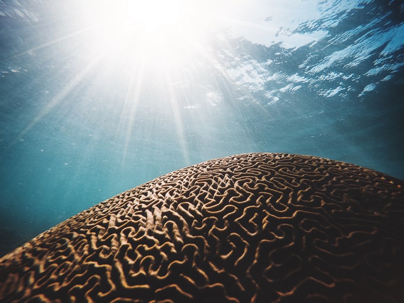 Explore the waters surrounding the grand Cayman island and experience the vibrant reefs below. 