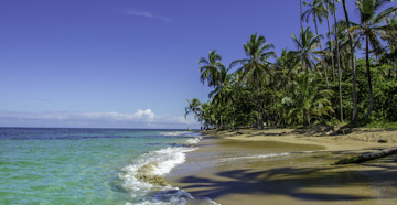 Lush tropical palms abutt the caribbean sea at costa rica