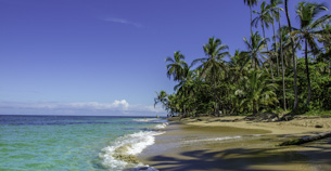 Lush tropical palms abutt the caribbean sea at costa rica